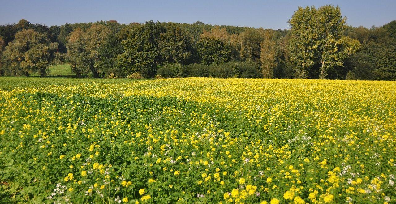 Scenic field of yellow wildflowers with dense forest background.