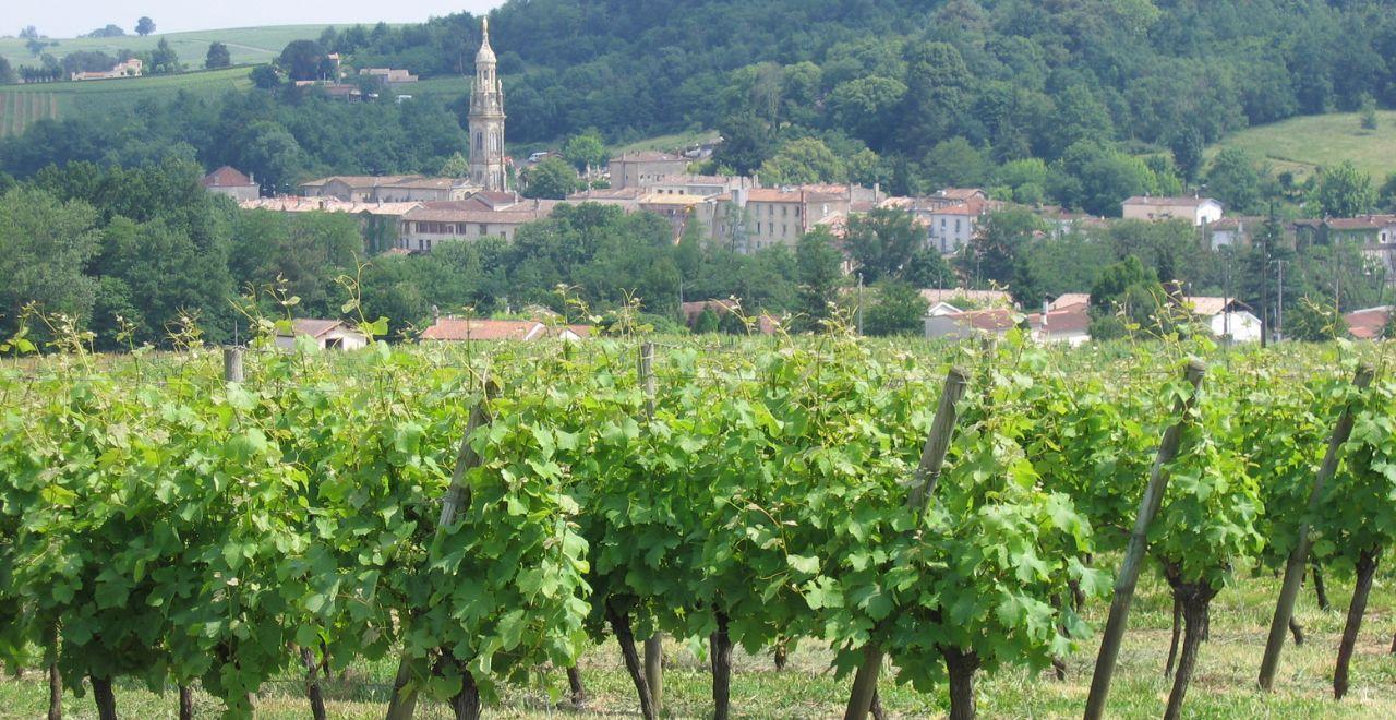 View of a village with vineyards in the foreground, Bordeaux region.