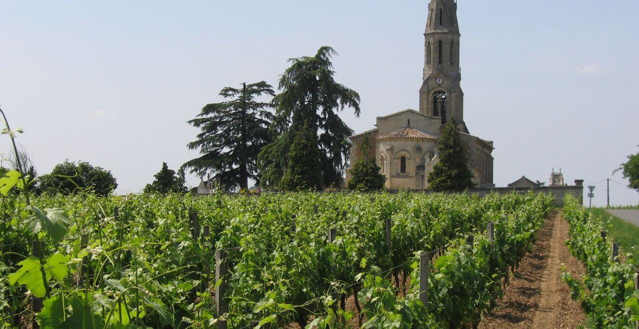 Vineyard with a church in the background, Bordeaux region.