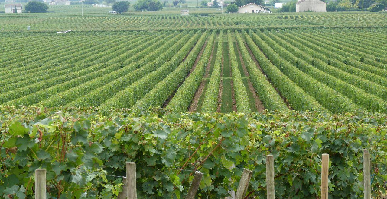 Rows of grapevines in a large vineyard, Bordeaux region.