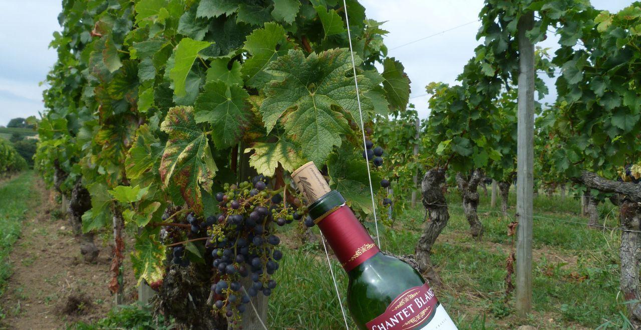 Bottle of wine among grapevines in a vineyard, Bordeaux.