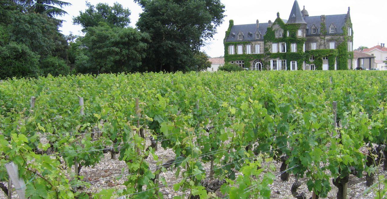 Vineyard with a historic mansion covered in ivy, Bordeaux region.
