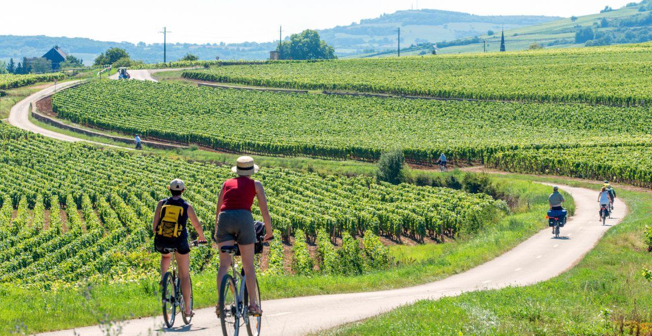 Cyclists riding through vineyards in Burgundy.