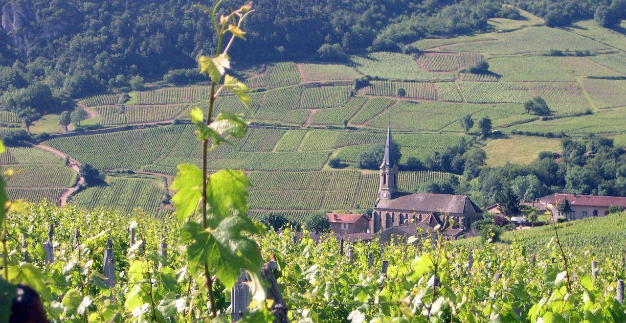Church surrounded by vineyards in Beaujolais, France.