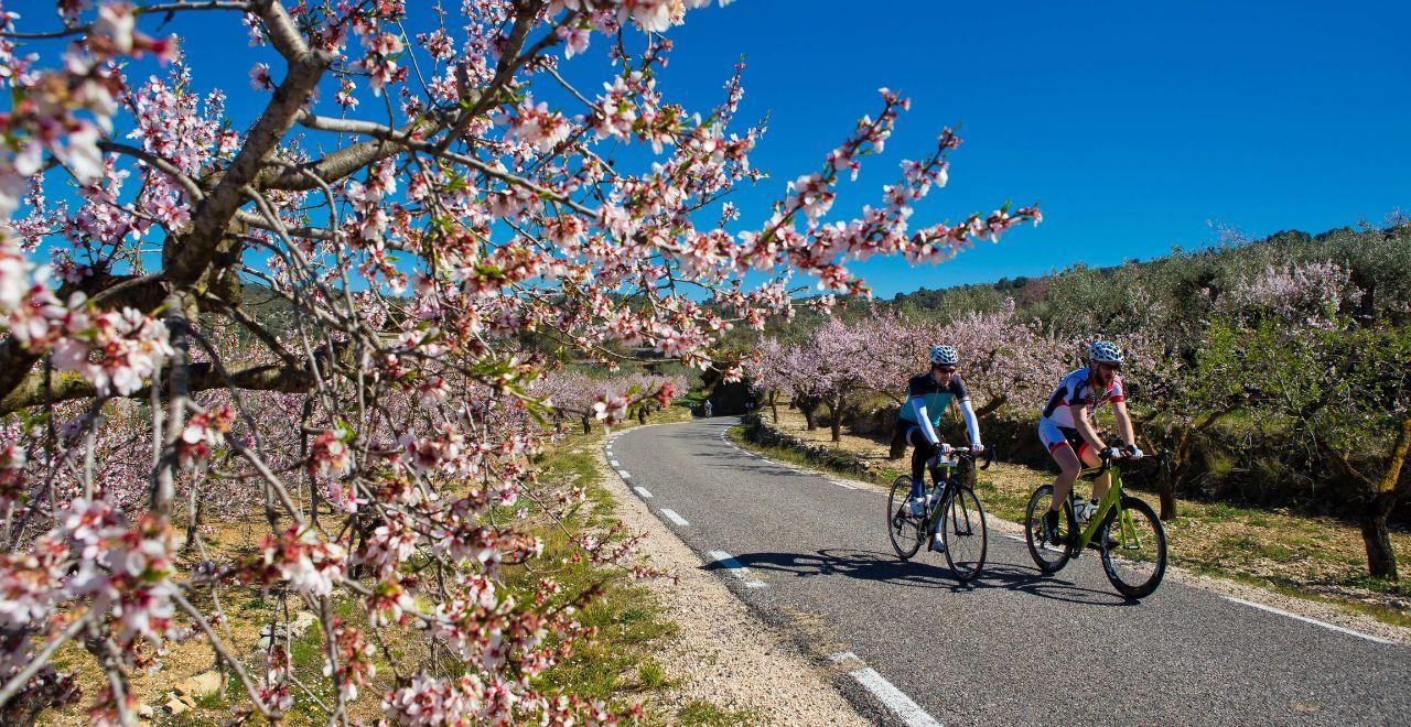 Two cyclists riding on a countryside road lined with blooming cherry trees under a clear blue sky
