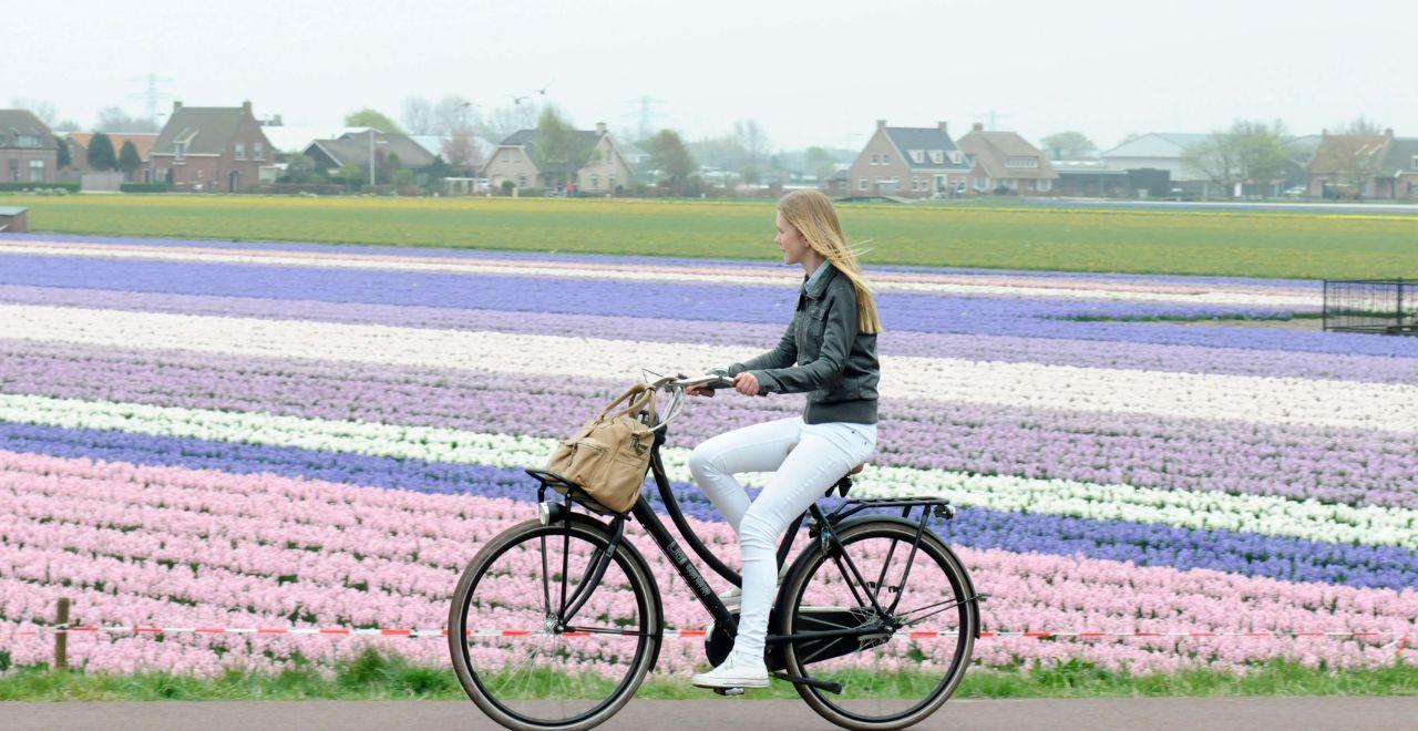 Woman cycling past colorful rows of tulips in a Dutch flower field with houses in the background