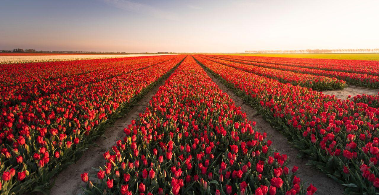 Expansive red tulip field at sunrise with rows of vibrant flowers stretching to the horizon