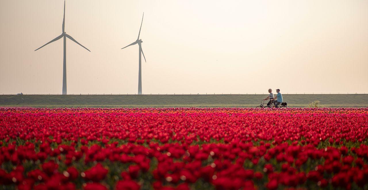 Two cyclists riding past vast red tulip fields with wind turbines in the background