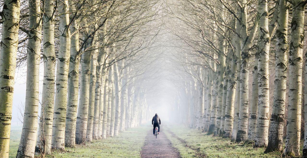 Cyclist on misty path through a forest of tall, bare trees creating a tunnel effect