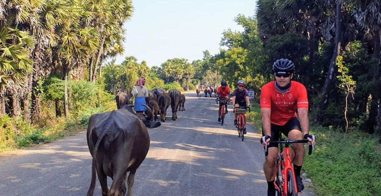 Cyclists riding alongside buffalo on a rural road lined with palm trees.