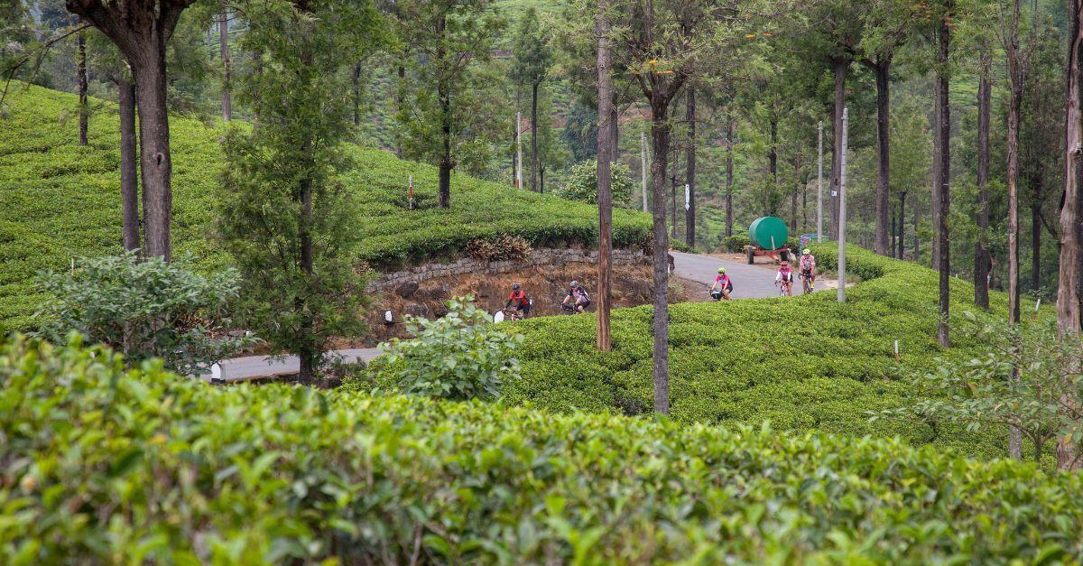Cyclists riding through a lush green tea plantation on a winding road, surrounded by tall trees.