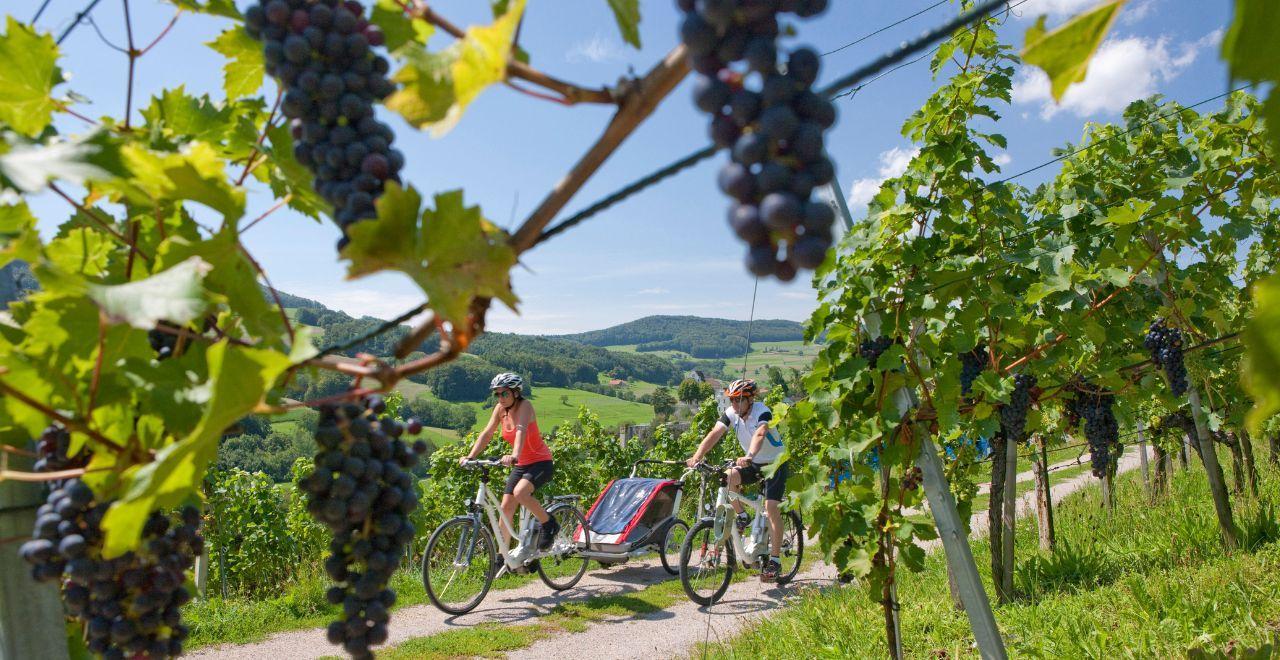 Two cyclists riding through a vineyard with grapes in the foreground