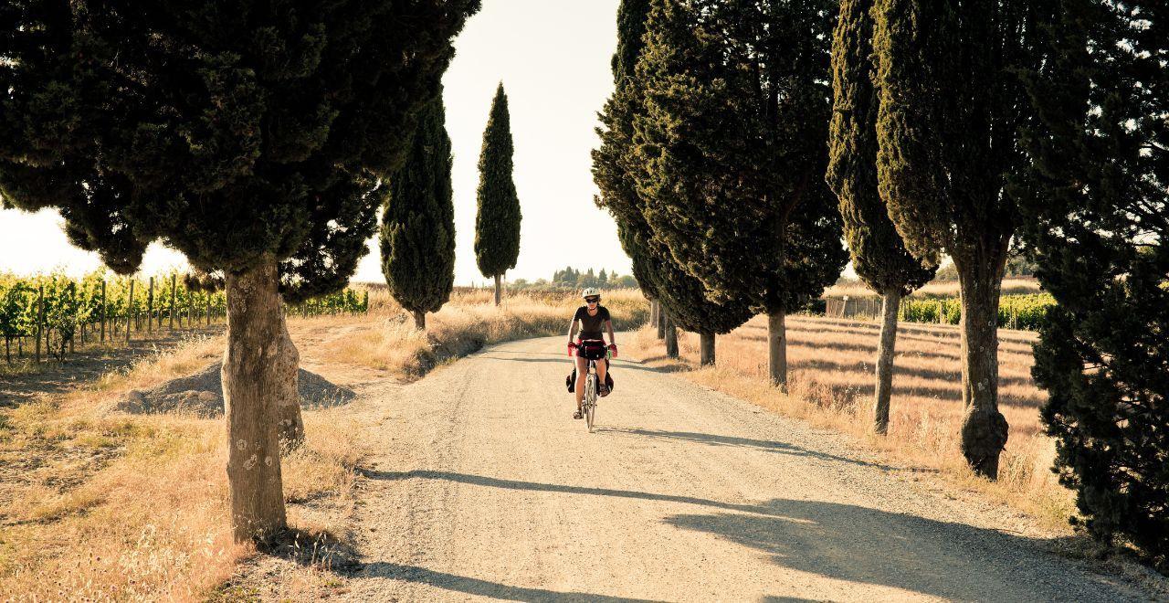 Cyclist on gravel path lined with tall cypress trees in sunlit vineyard