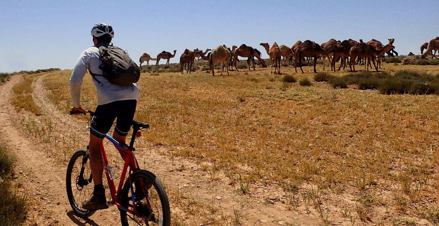 Cyclist riding towards a herd of camels grazing on a dry, grassy field under a clear blue sky.