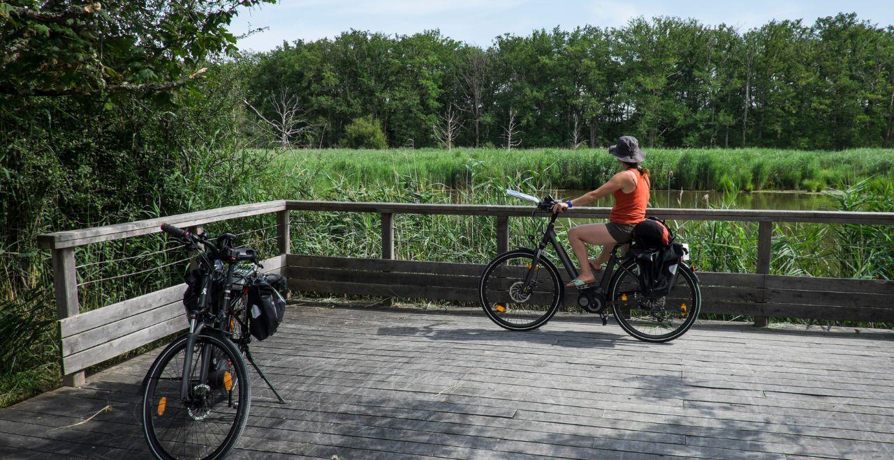 Cyclist on a boardwalk overlooking a lush, green wetland.
