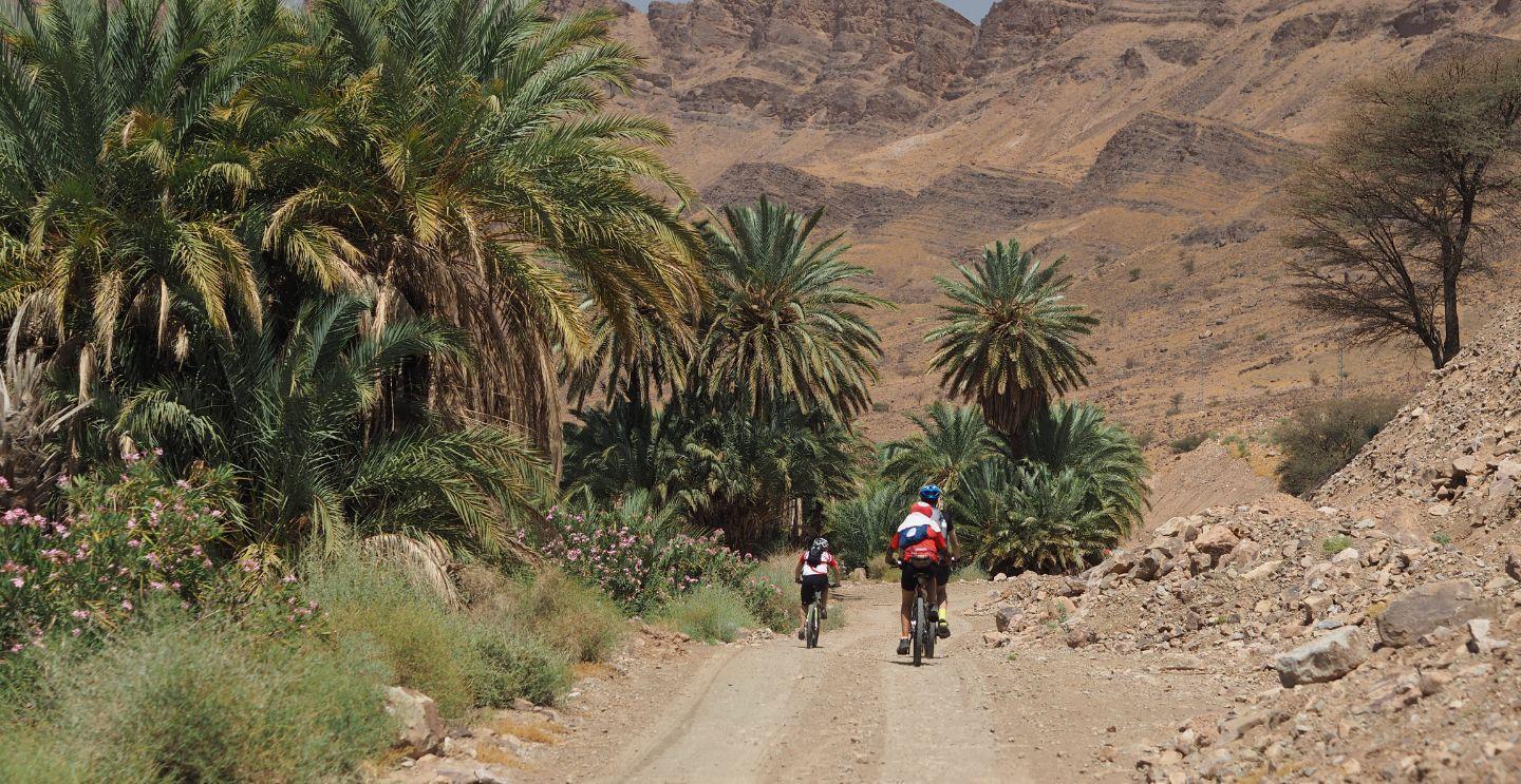 Cyclists riding on a dirt path through a lush oasis with palm trees, set against a backdrop of rocky mountains.