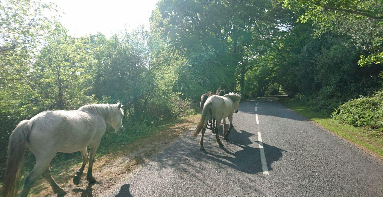 White and brown horses walking on a shaded country road.