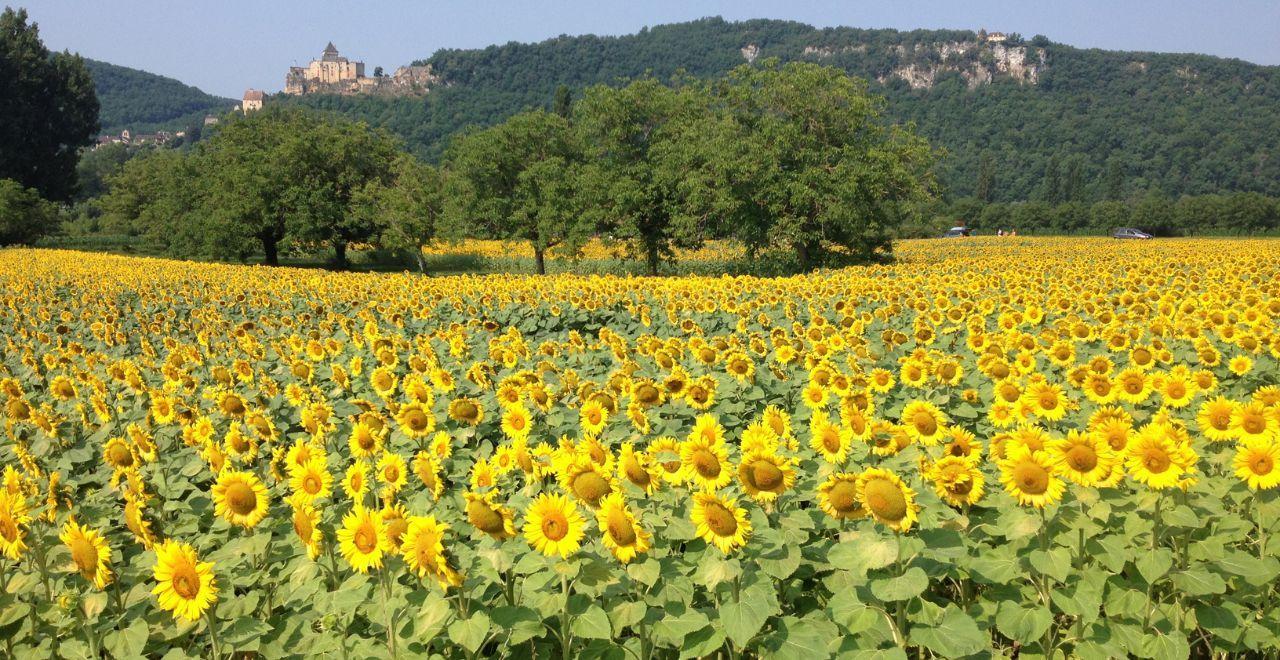 A field of sunflowers in Provence