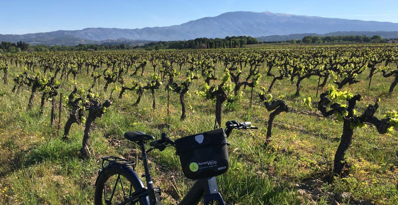 A bike leant up against a vineyard with Mont Ventoux in the background  
