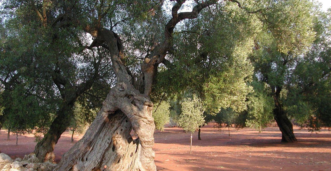 Ancient olive trees with twisted trunks in a grove.