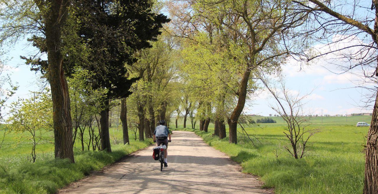 Cyclist riding on a tree-lined path through a green countryside.