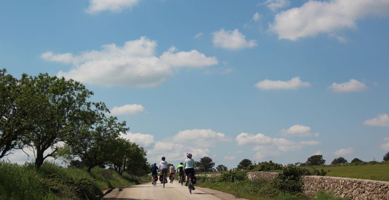 Group of cyclists riding on a rural road with trees and stone walls.