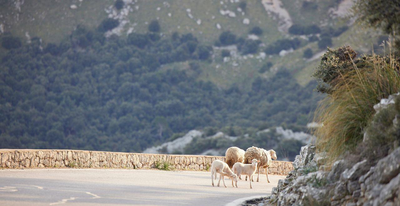 Sheep and lambs walking on a mountain road with forested hills in the background