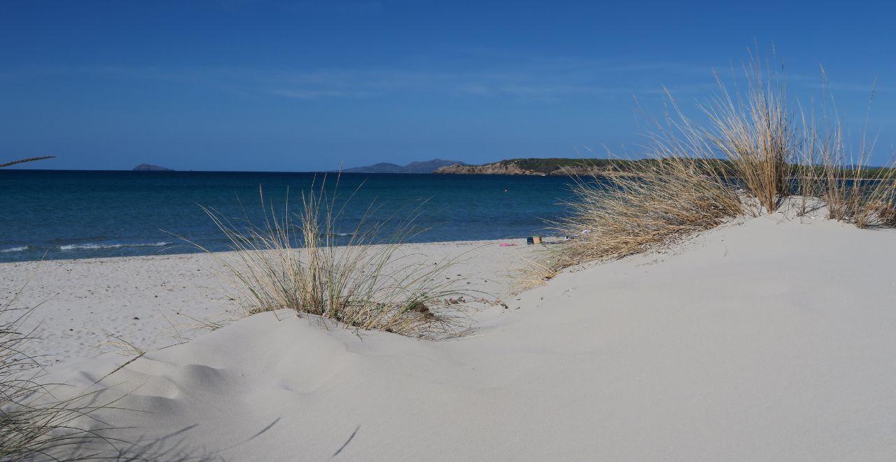 Sandy beach with tall grass and a calm blue ocean in the background.