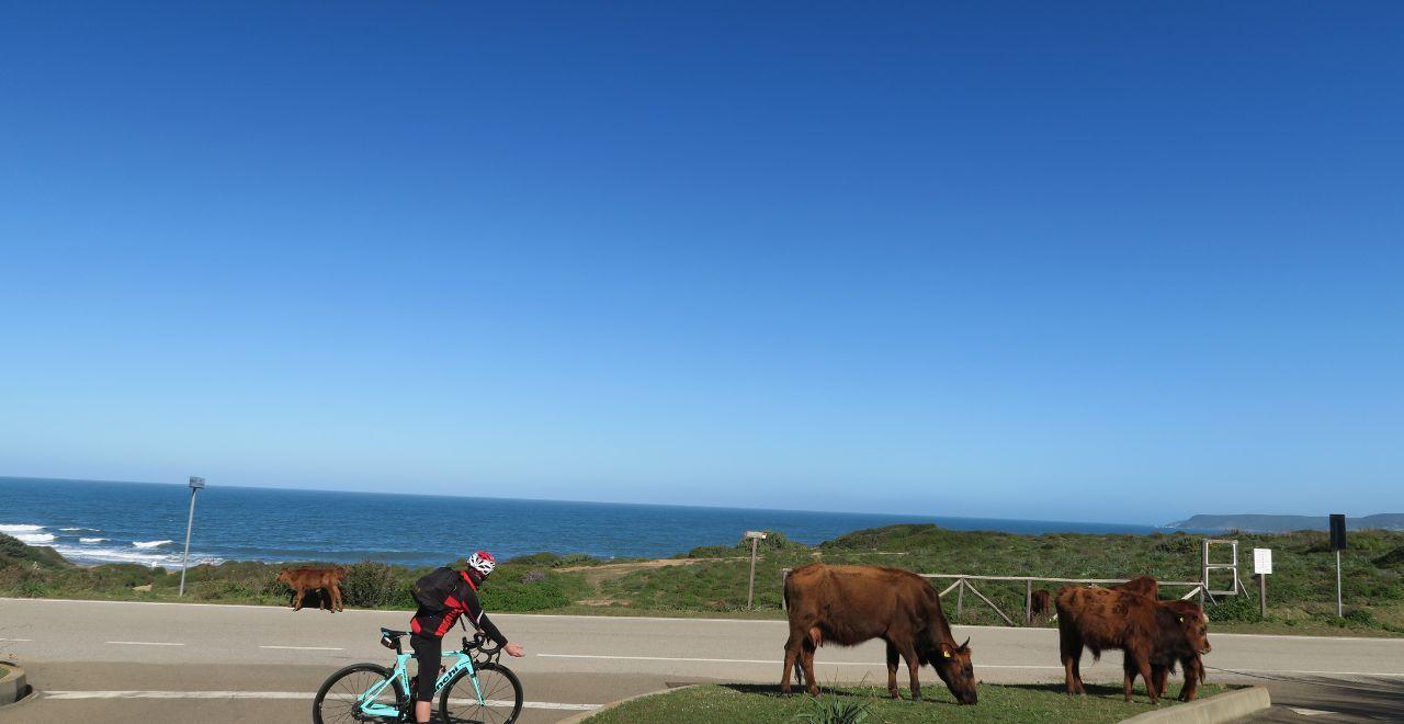 Cyclist riding near grazing cows along a seaside road.