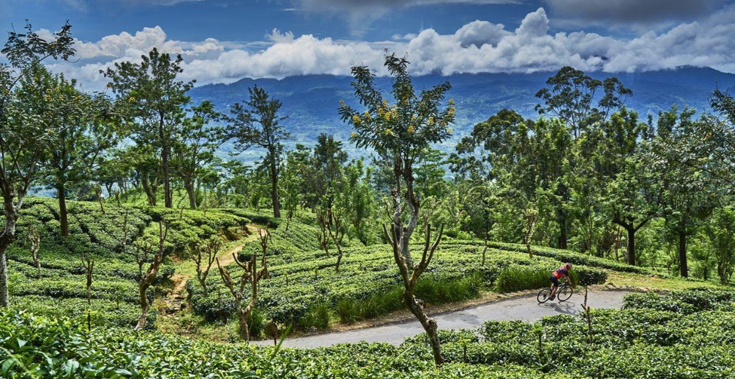  Cyclist riding through lush tea plantations with rolling hills and mountains under a partly cloudy sky.