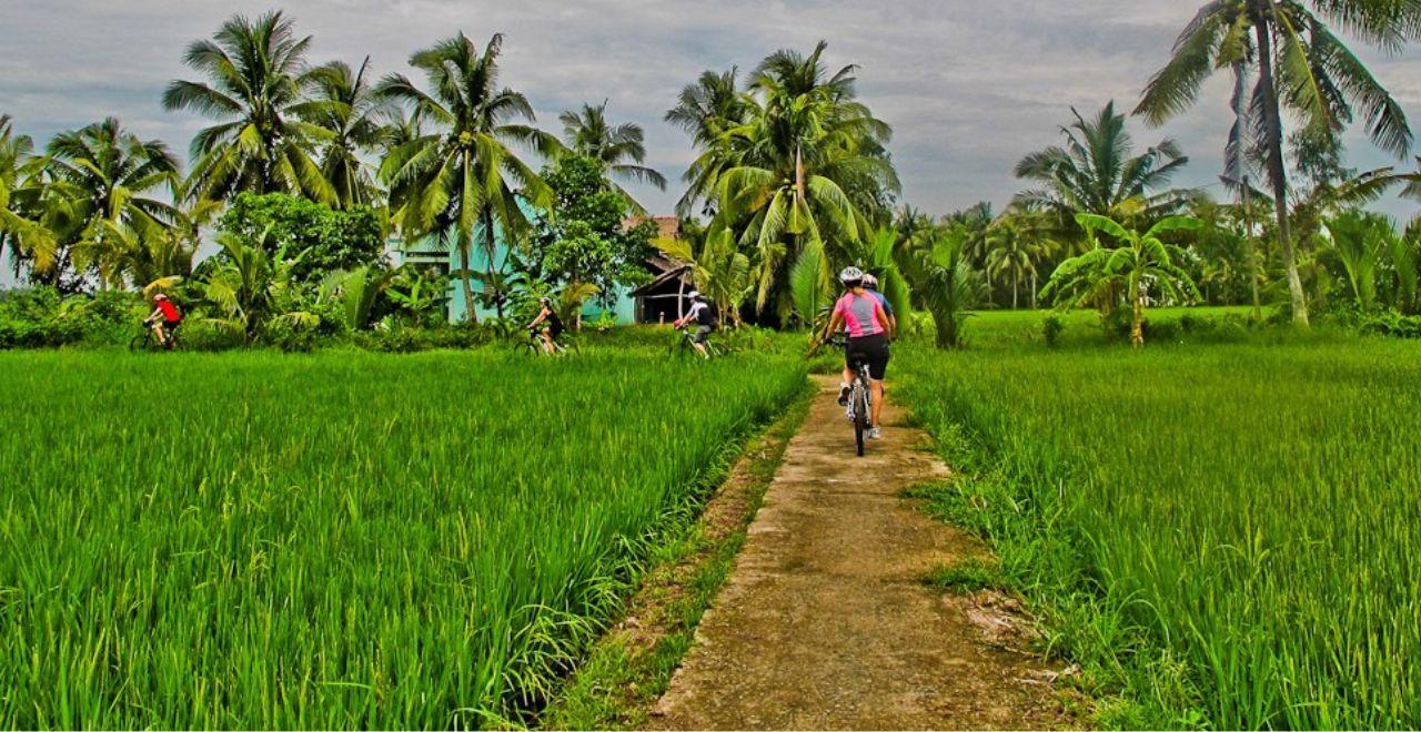 Cyclists riding through vibrant green rice fields with palm trees