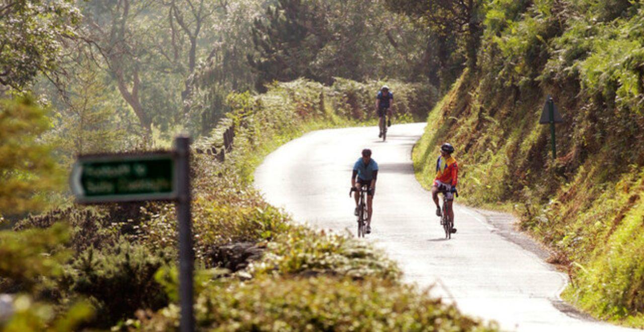 Cyclists riding uphill on a forested road
