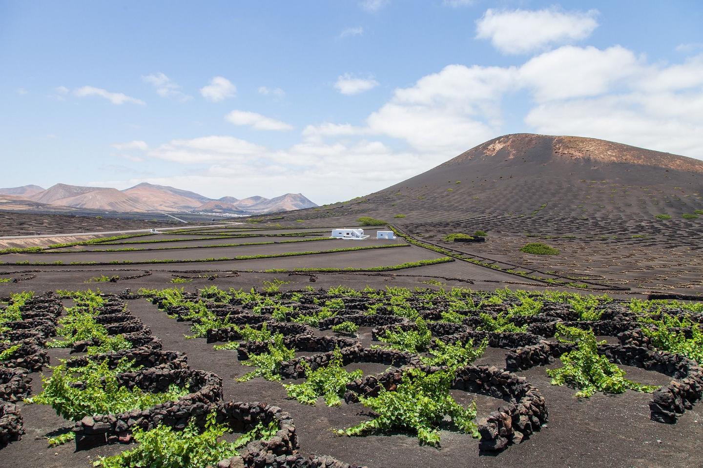 A scenic view of vineyards in Lanzarote with green vines planted in black volcanic soil, surrounded by circular stone walls, and a backdrop of mountains under a blue sky.