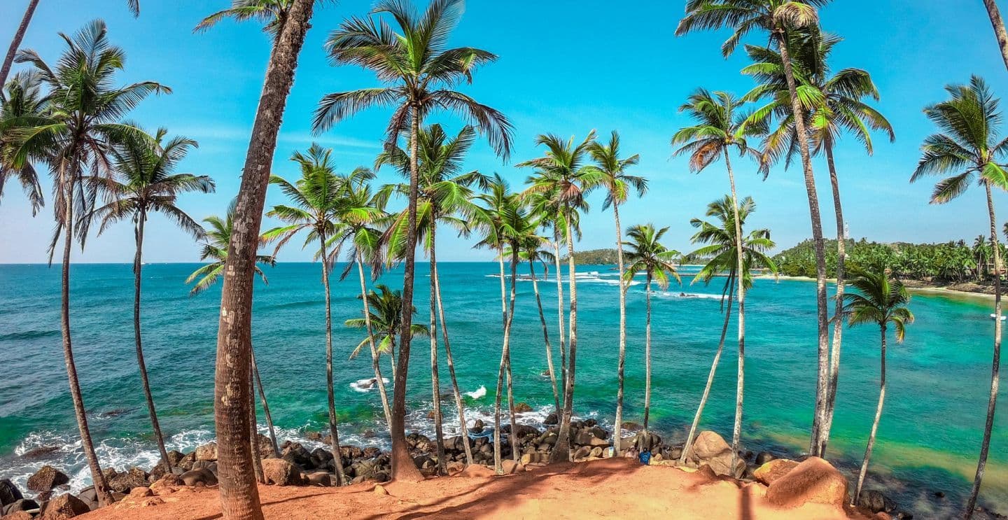 View of turquoise sea and a line of tall palm trees on a sunny day.