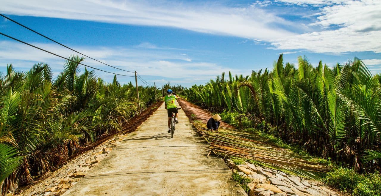 Breathtaking view of a verdant cycling path flanked by palm trees in Vietnam, offering an exotic biking adventure