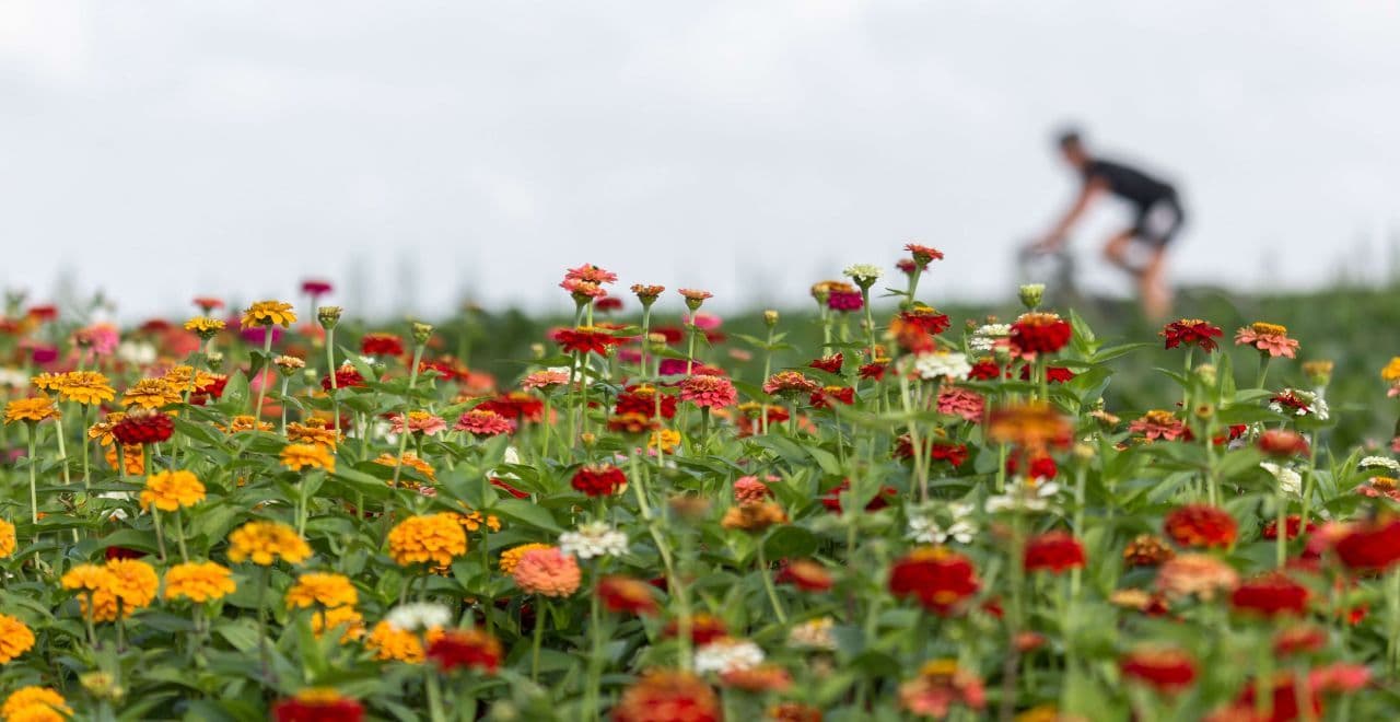Cyclist riding past a field of vibrant red and orange flowers under a cloudy sky