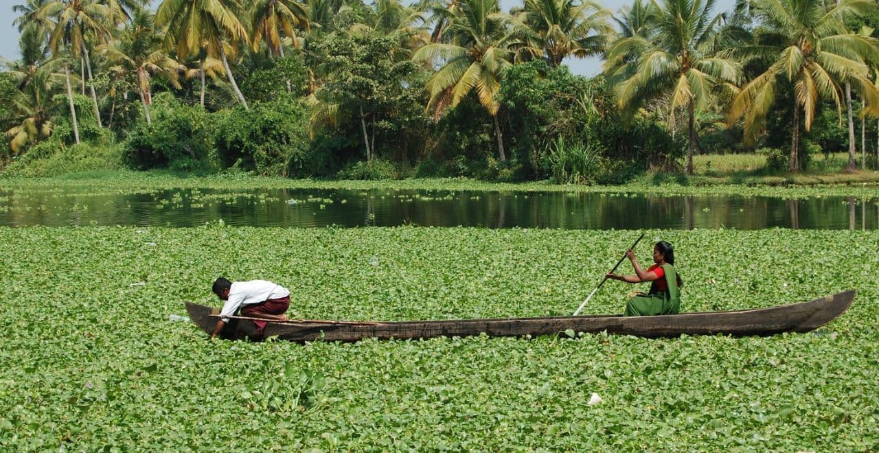 Man and woman paddling a canoe through a water hyacinth-covered lake with palm trees in the background.