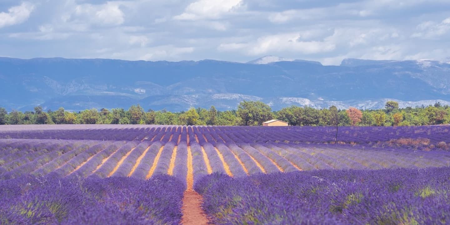 rows of lavender fields with the mountains in the background