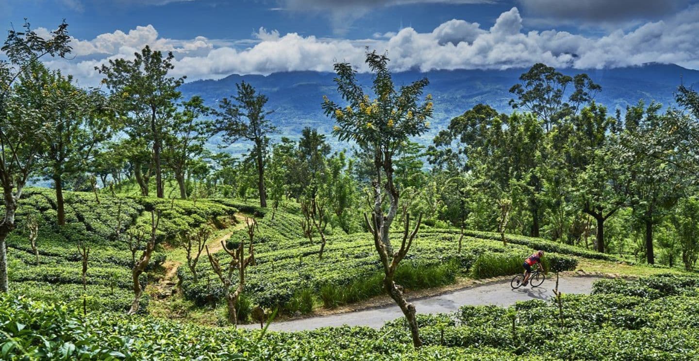 Cyclist riding through lush tea plantations with rolling hills and mountains under a partly cloudy sky.