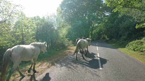 Horses on the road 