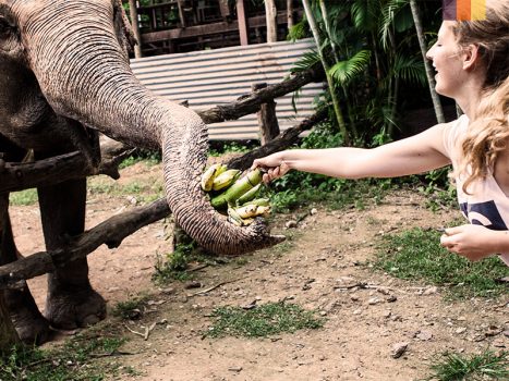 Girl gives food to elephant