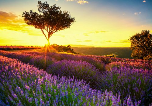 Lavender fields in France
