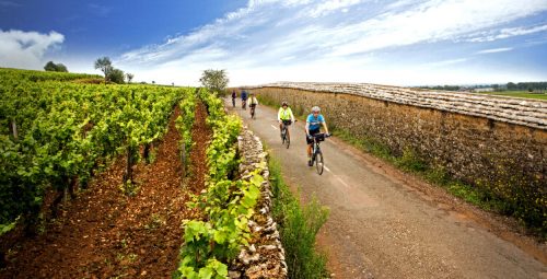 Cyclists ride along the vineyards 