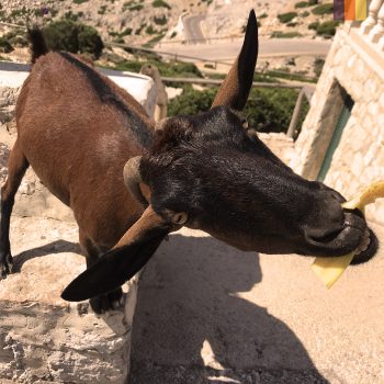 Goat eats banana at Cap Formentor Lighthouse in Mallorca