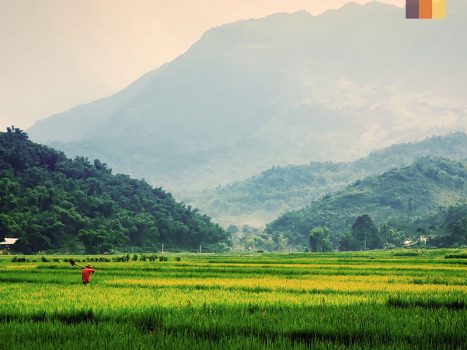 vietnamese countryside rice paddy fields amongst jungle