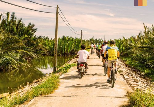 a group of road cyclists between palm trees in vietnam