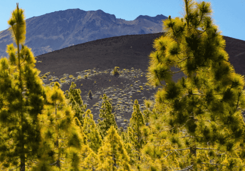 Green Trees Against the Backdrop of Mount Teide in Tenerife