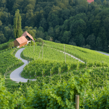 Heart Shaped road through an Italian Vineyard