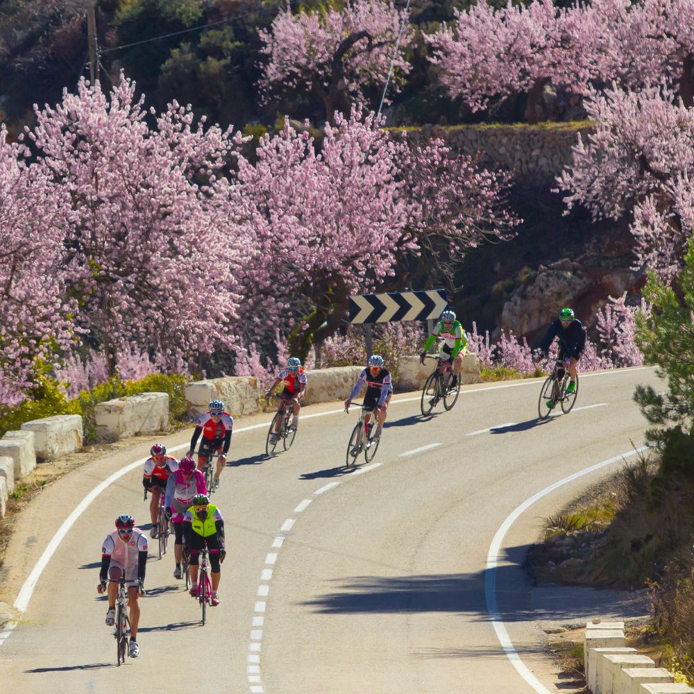 group of cyclists riding around a bend in Spain with pink blossom trees in the background