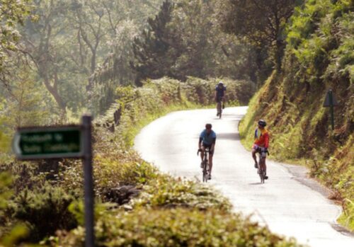 3 cyclists riding down a road through the forest